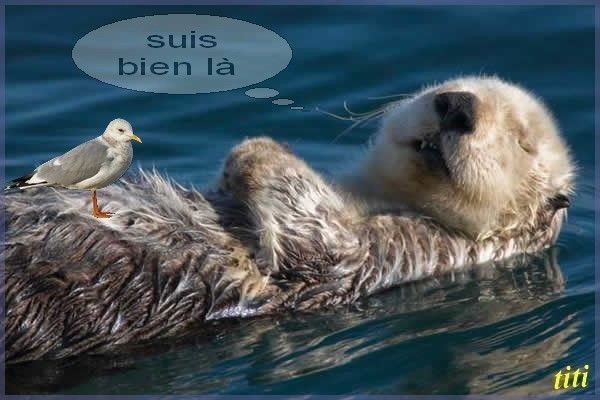 loutre de mer